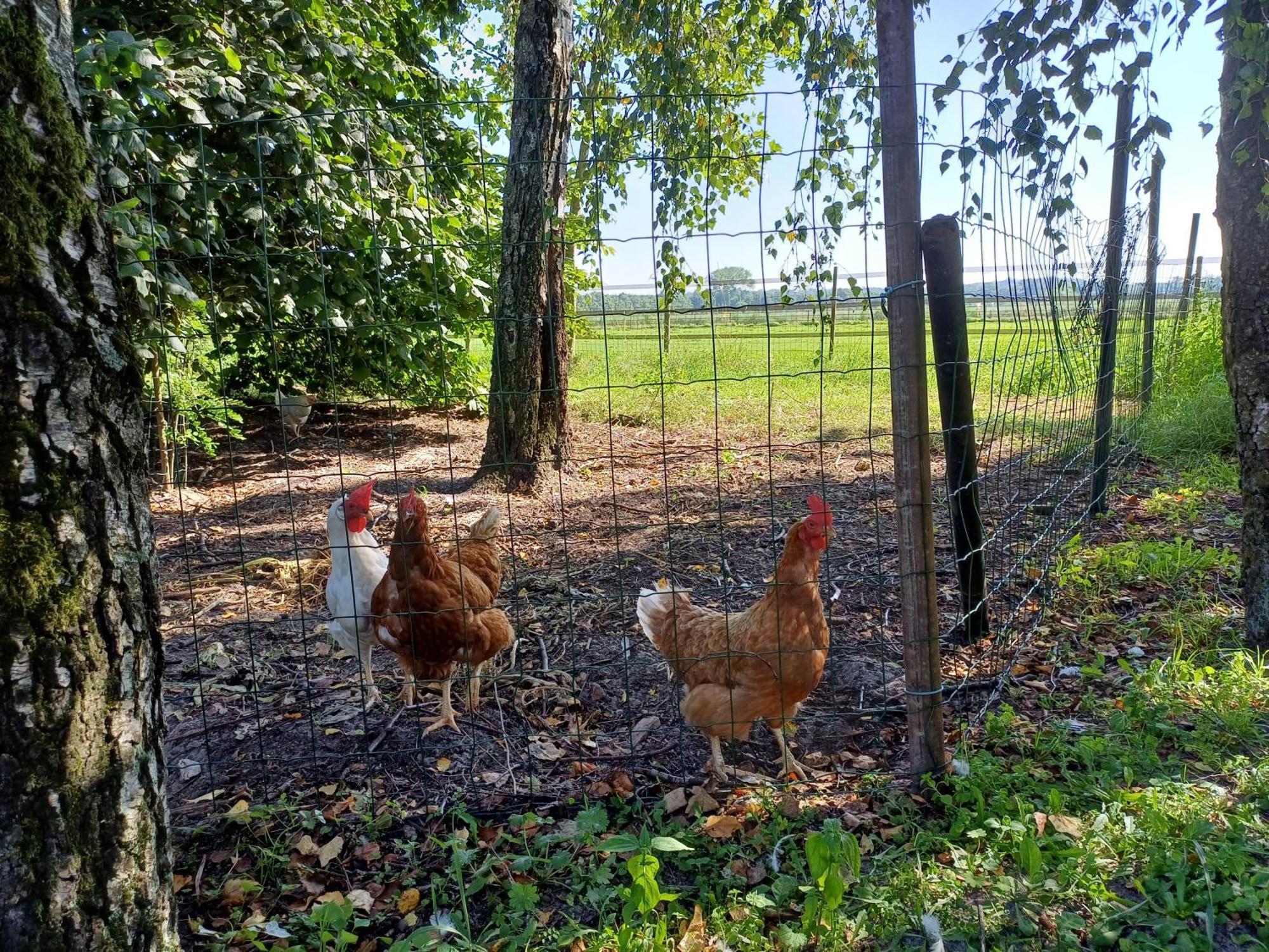 B&B Het Mooie Uitzicht Reuver Esterno foto